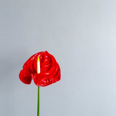 Minimalist decor with a single plant in a studio.